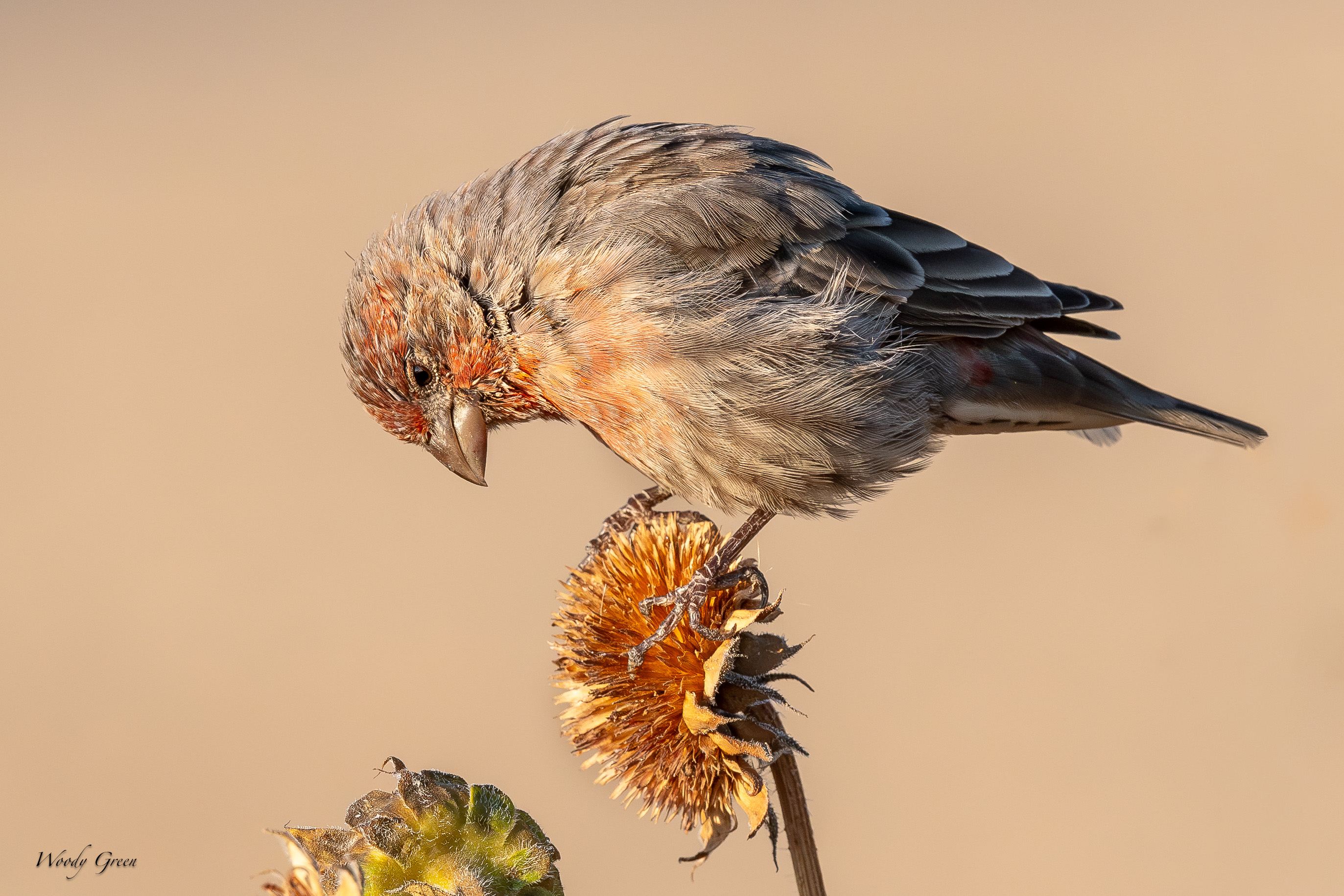 HouseFinch-122.jpg