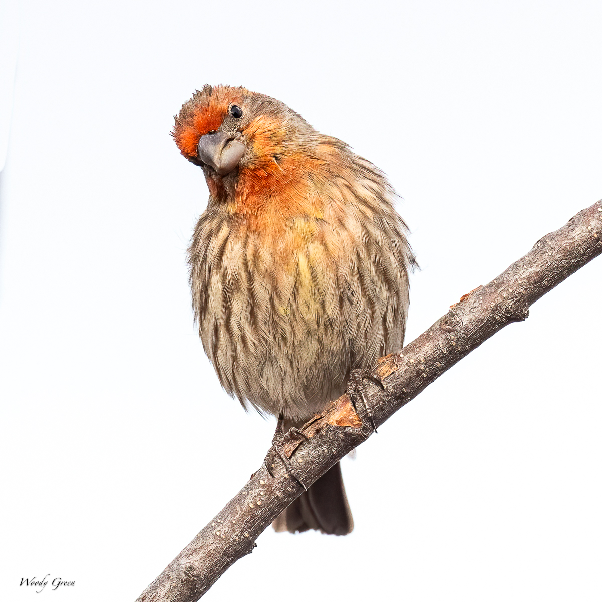 HouseFinch-242.jpg
