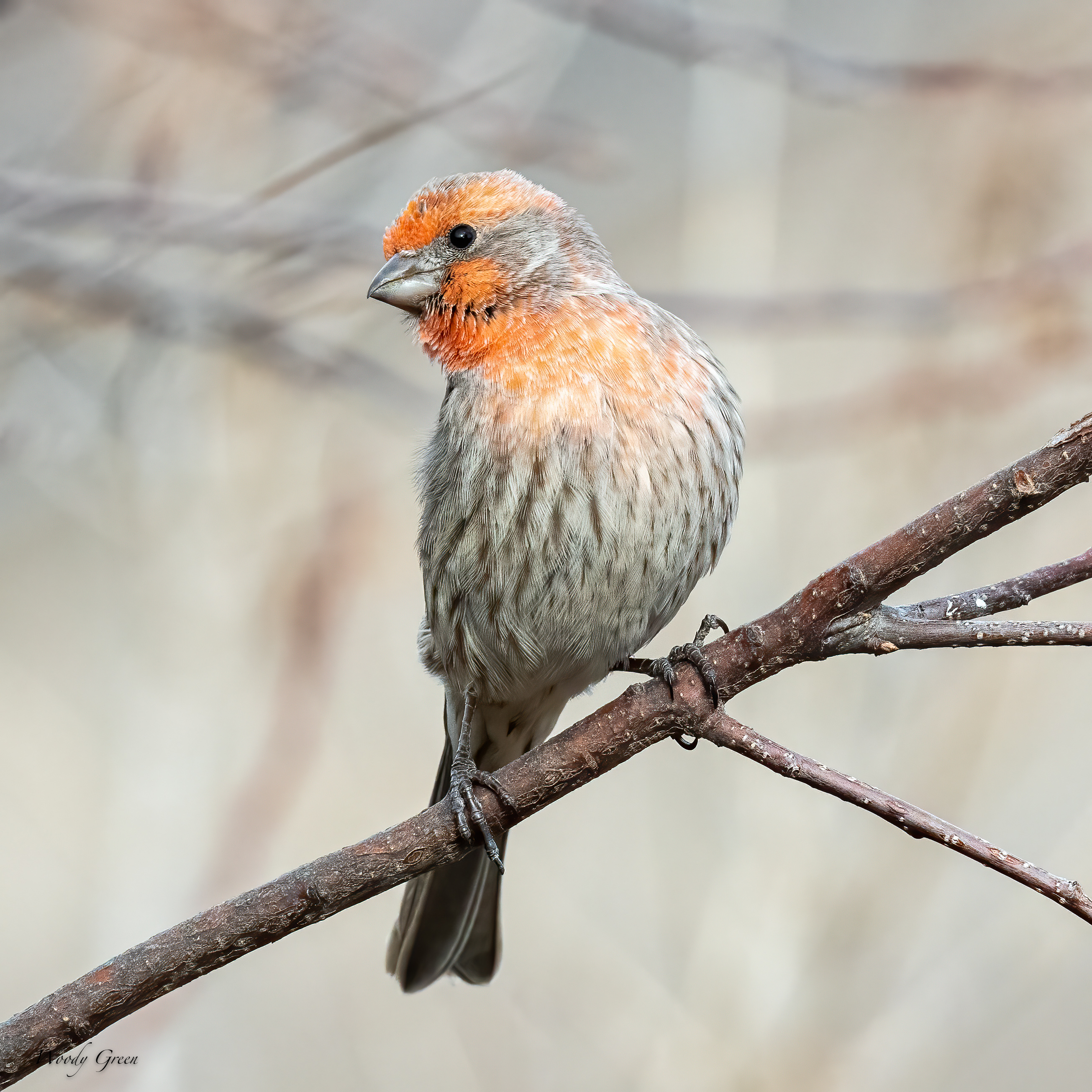 HouseFinch-511.jpg