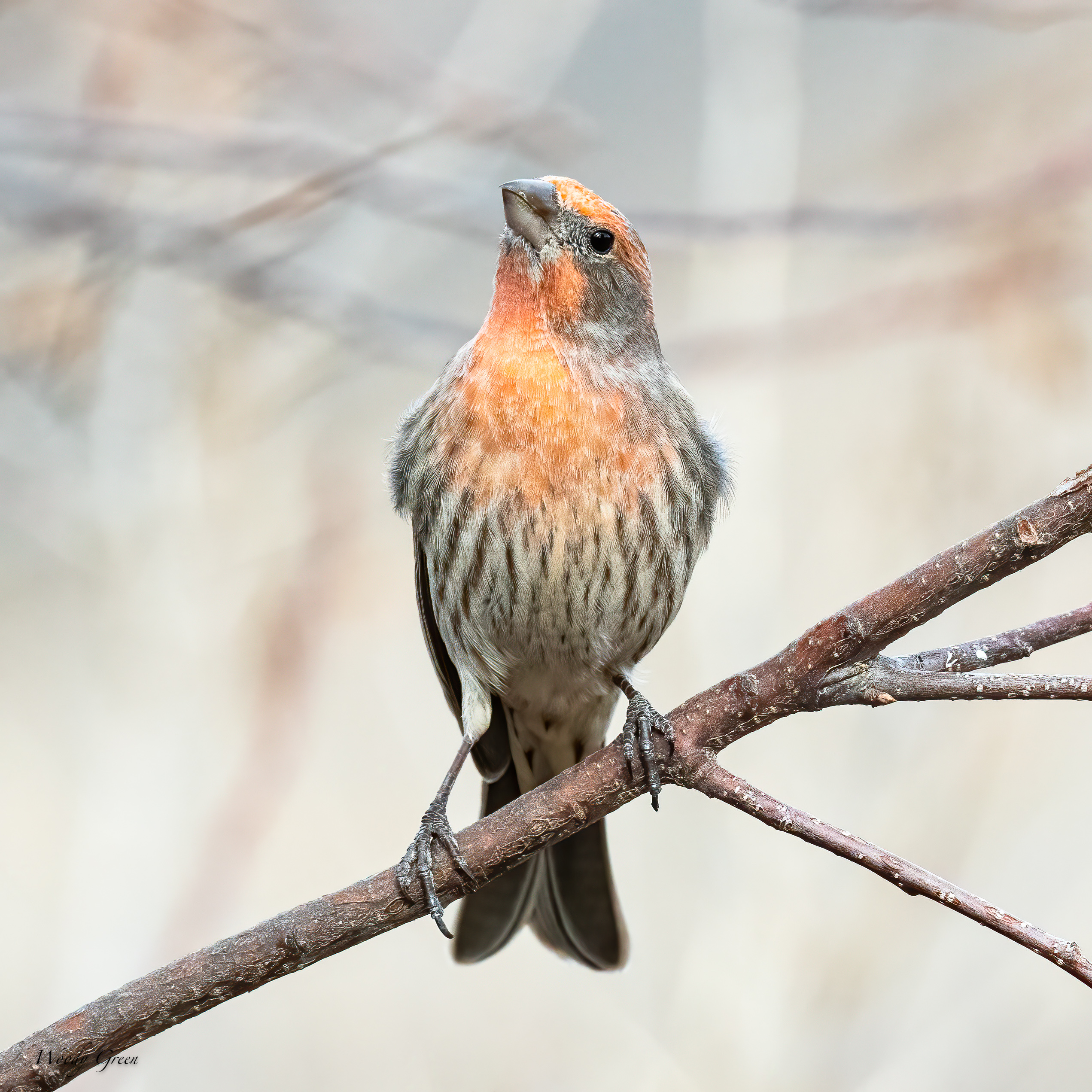 HouseFinch-512.jpg