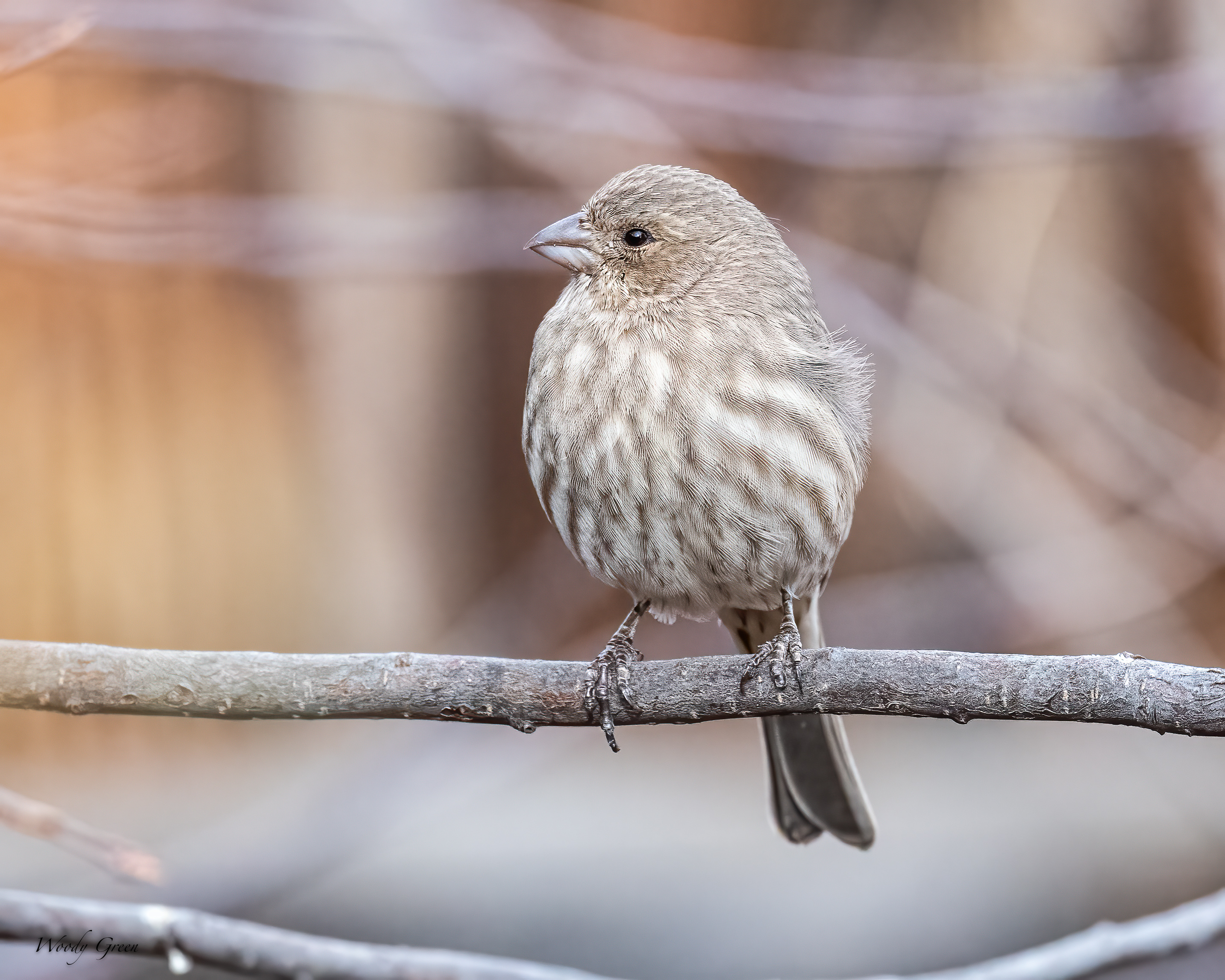 HouseFinch-514.jpg
