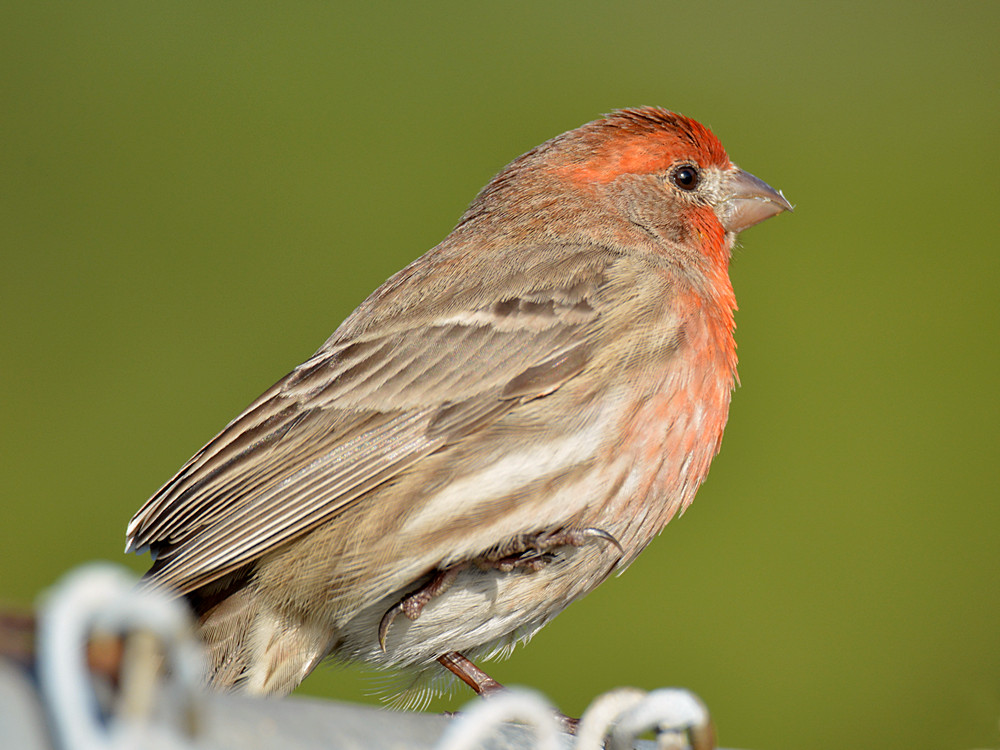 HouseFinch.jpg