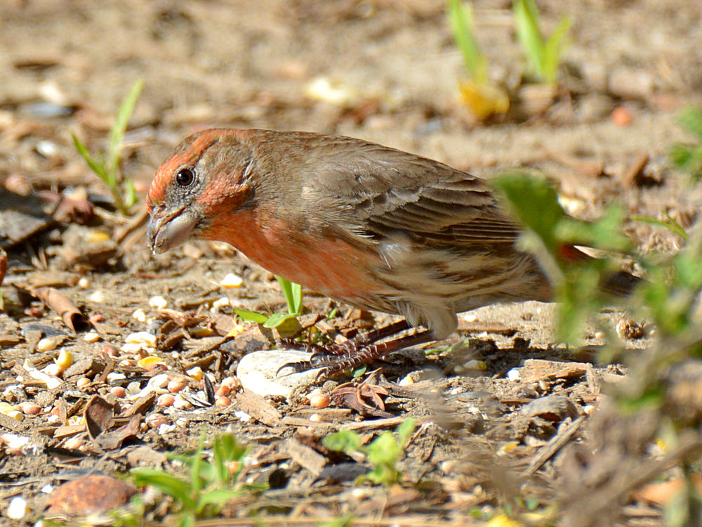 HouseFinch10.jpg