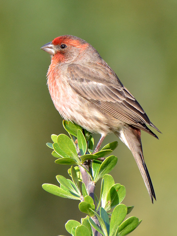 HouseFinch2.jpg