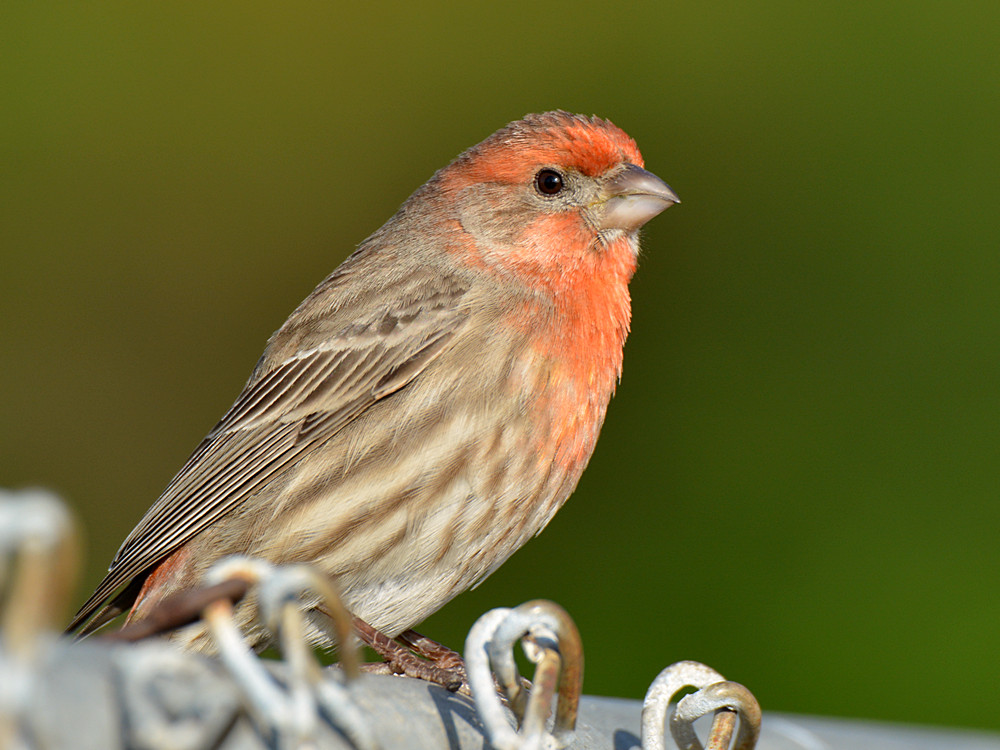 HouseFinch2.jpg
