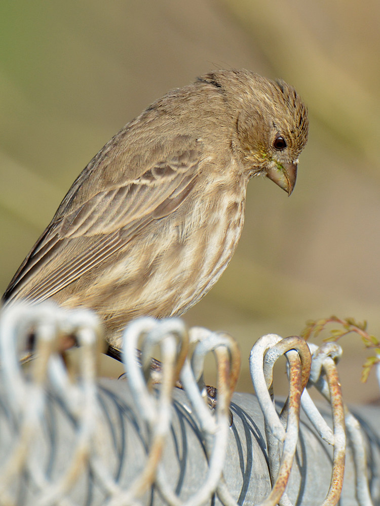HouseFinch3.jpg