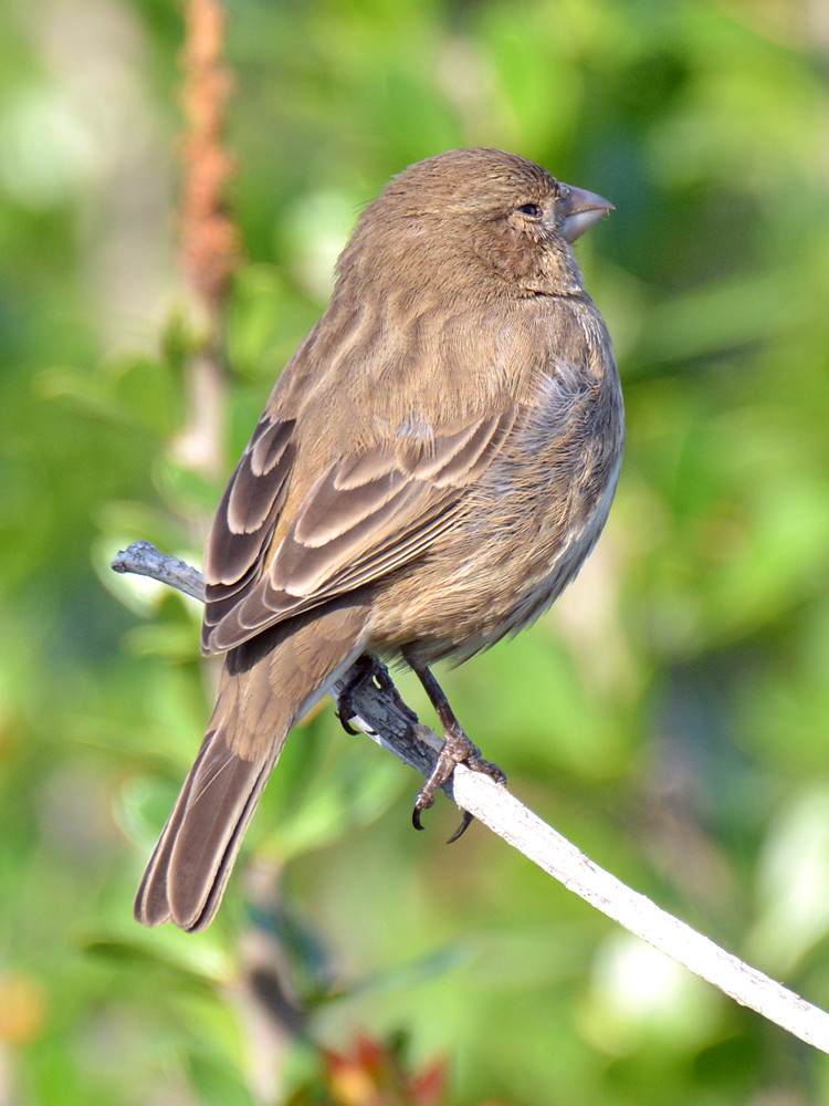 HouseFinch4.jpg
