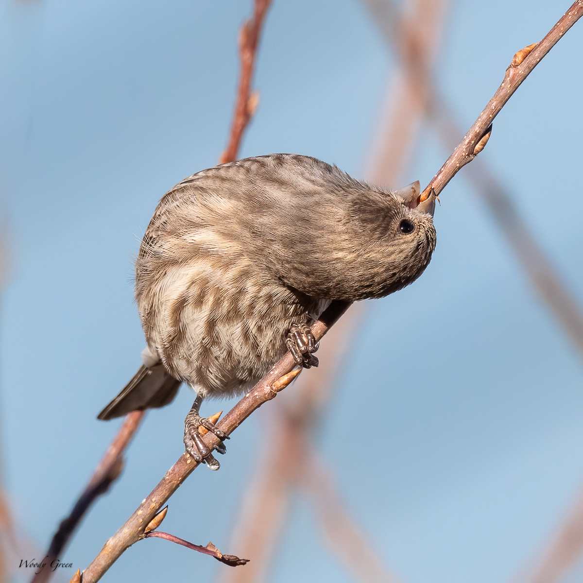 HouseFinchBud-210.jpg