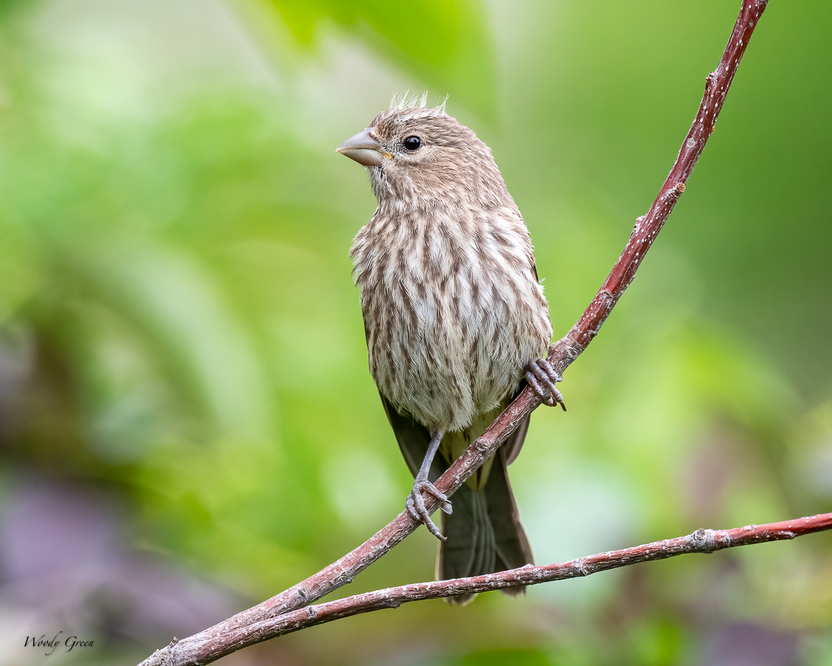 HouseFinchFledge-649.jpg