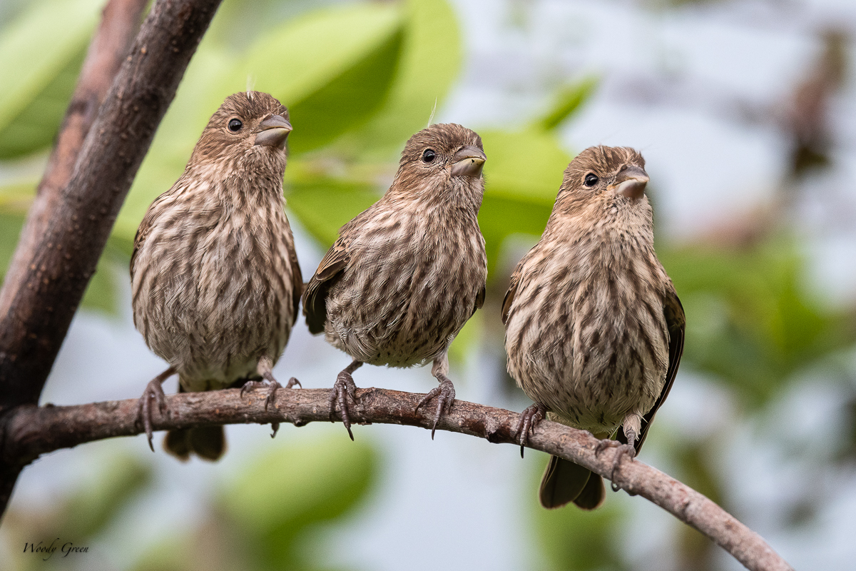 HouseFinchFledge-650.jpg