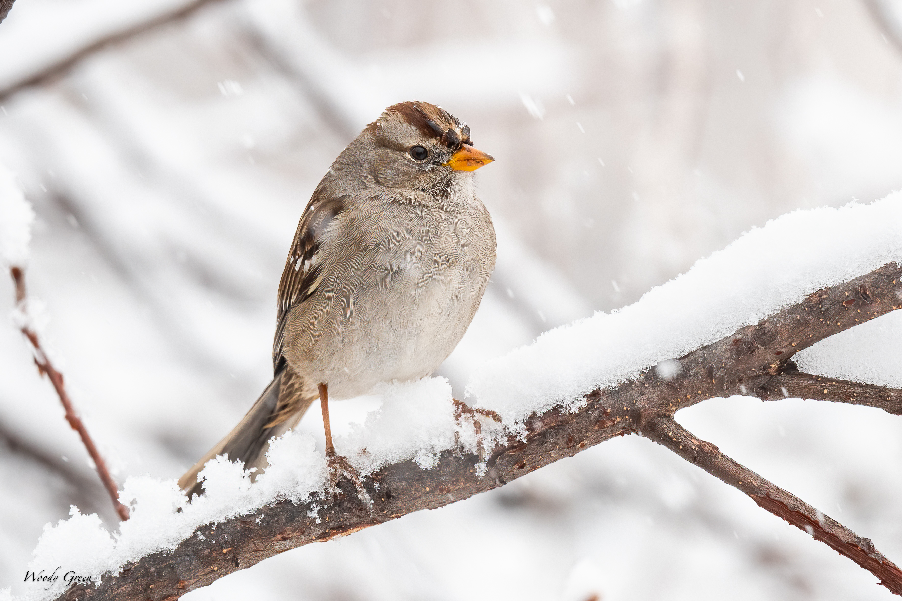 HouseFinchSnow-271.jpg