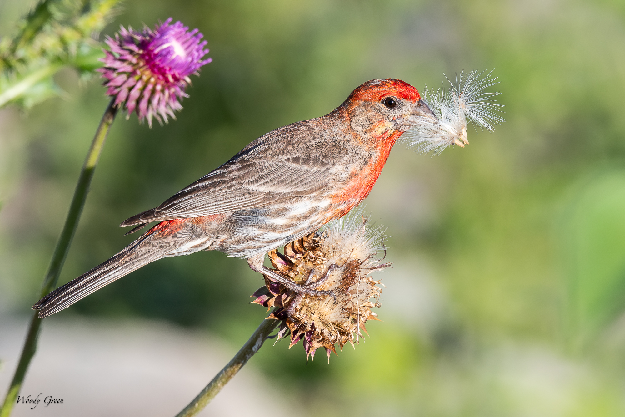 HouseFinchThistle-228.jpg