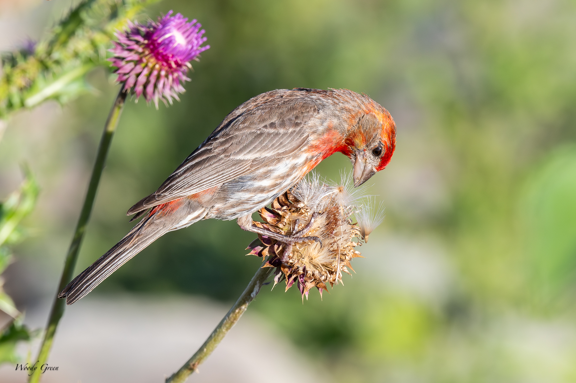 HouseFinchThistle-229.jpg
