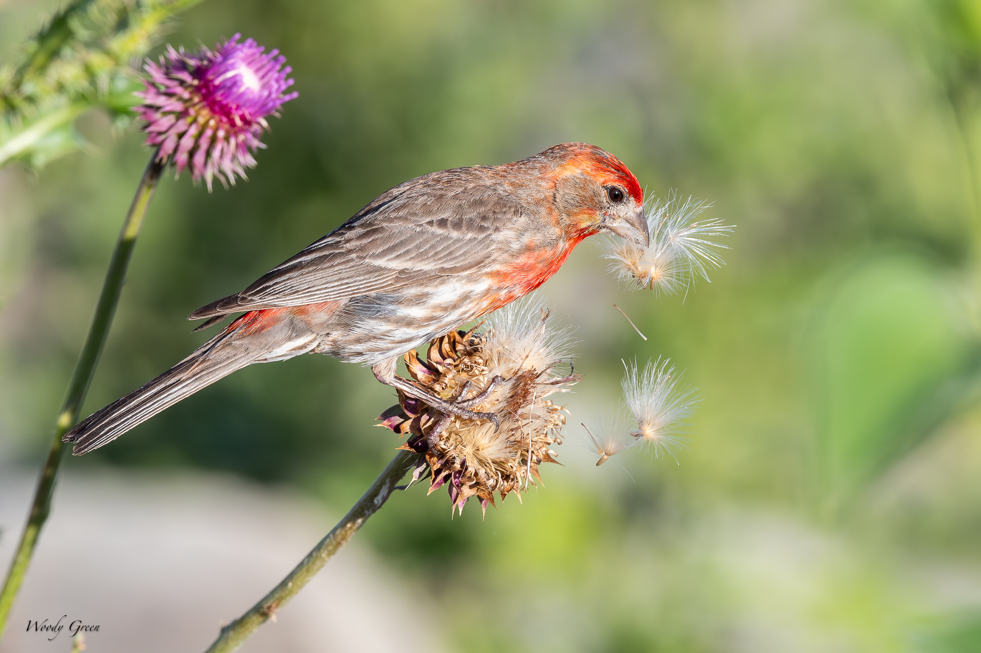 HouseFinchThistle-230.jpg