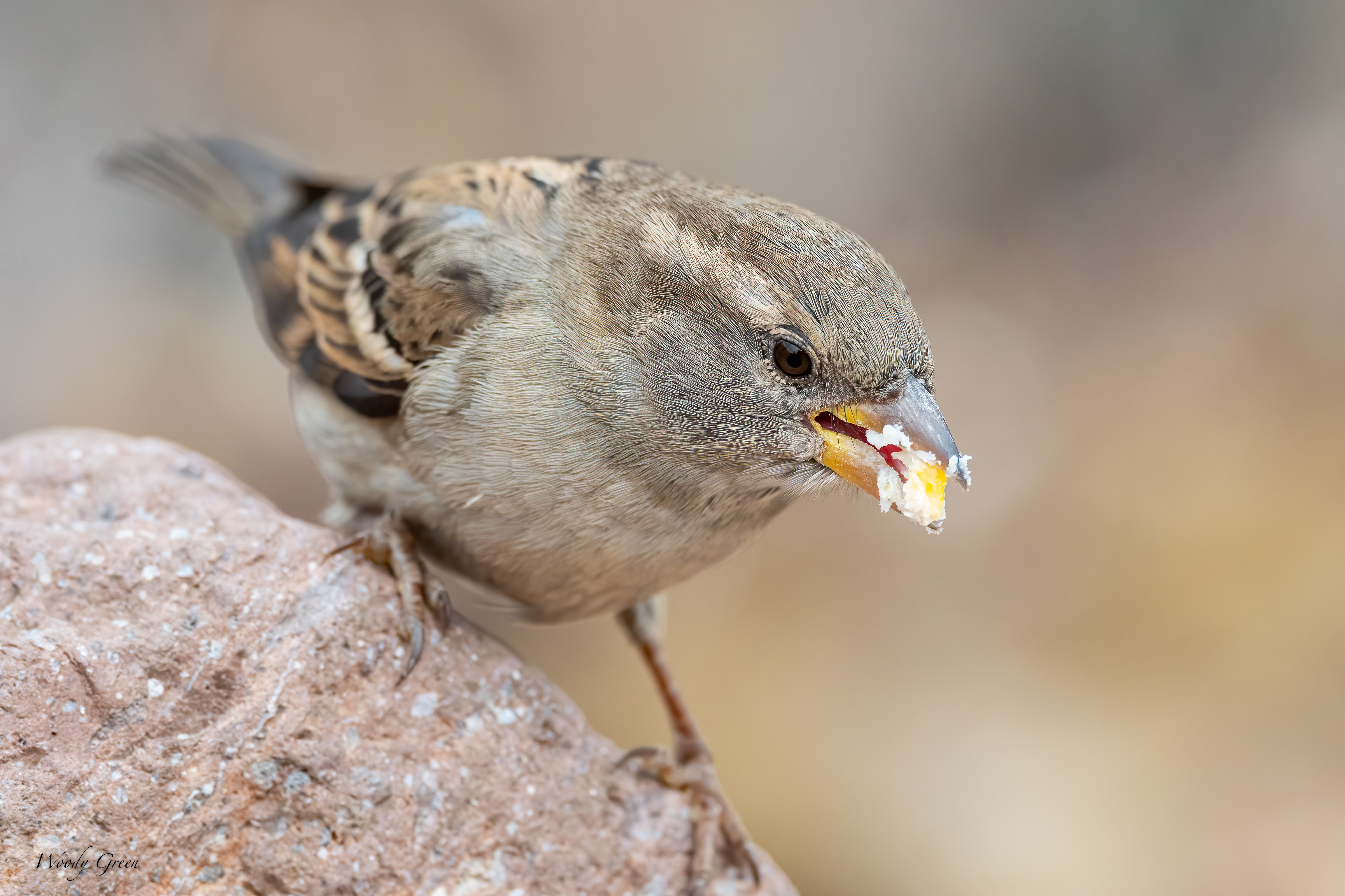 HouseSparrow-550.jpg
