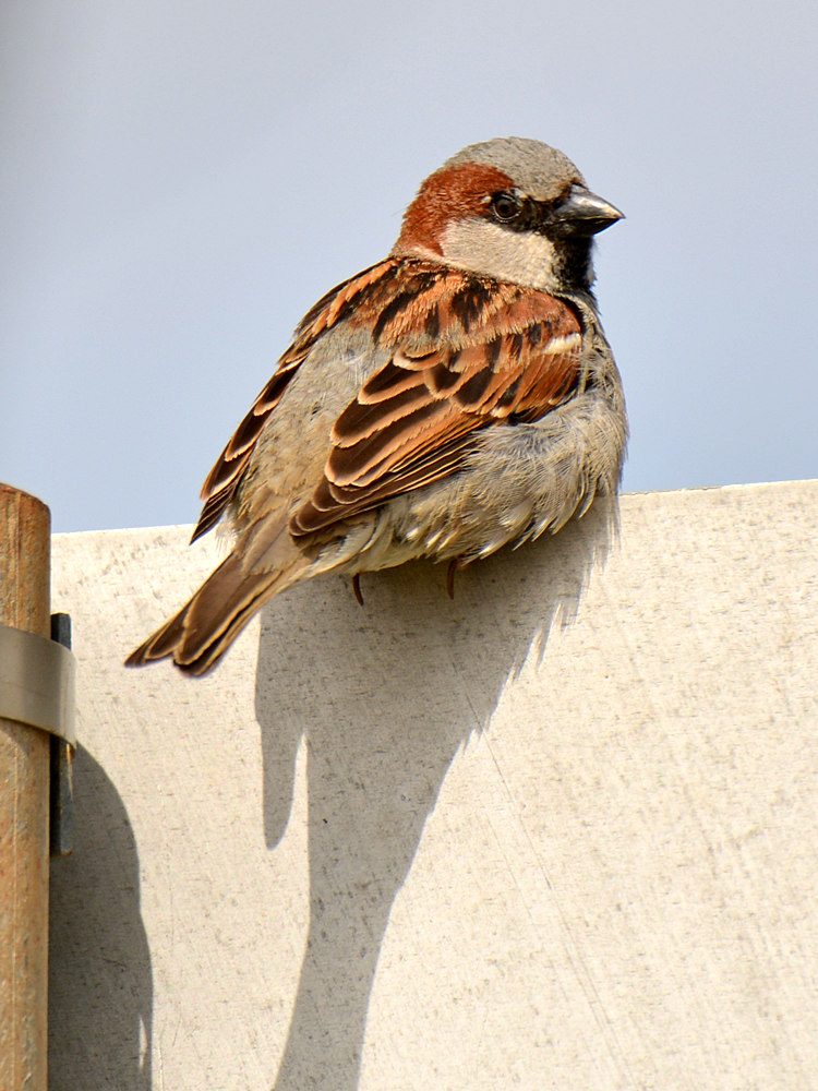 HouseSparrow.jpg