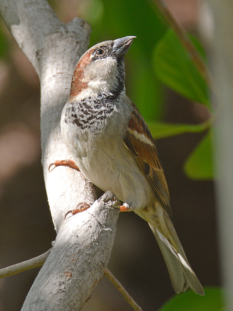 HouseSparrow2.jpg