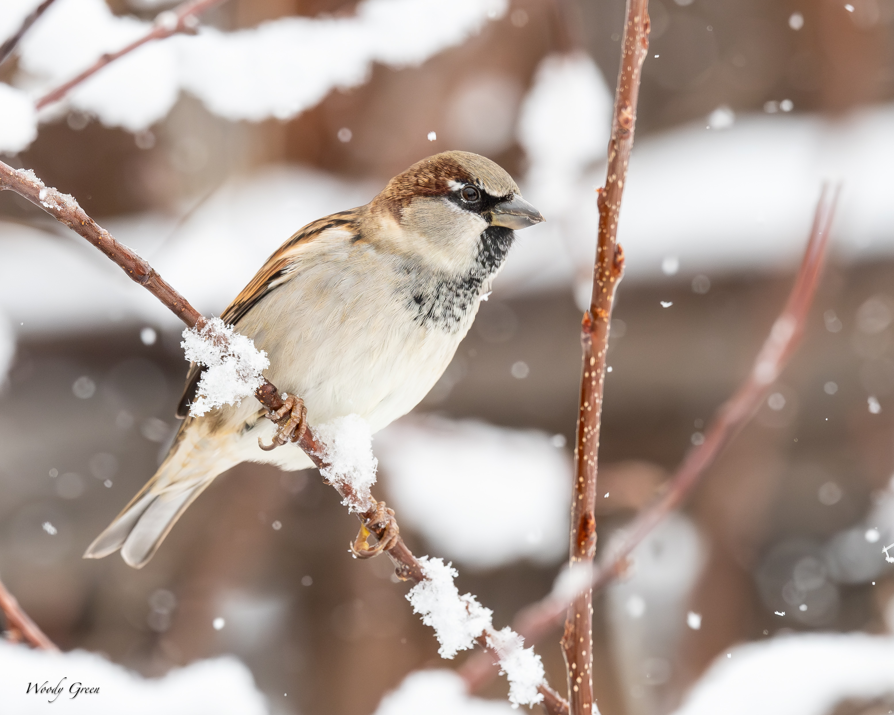 HouseSparrowSnow-143.jpg