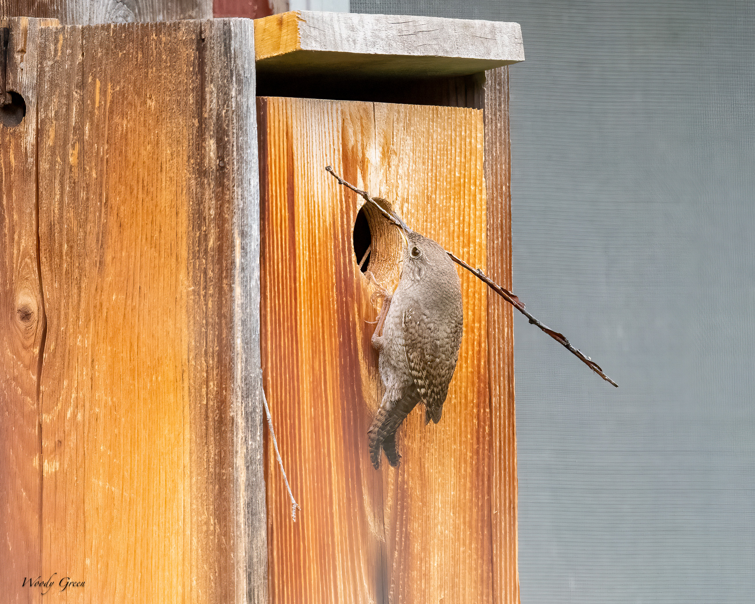 HouseWrenBirdhouse-649.jpg
