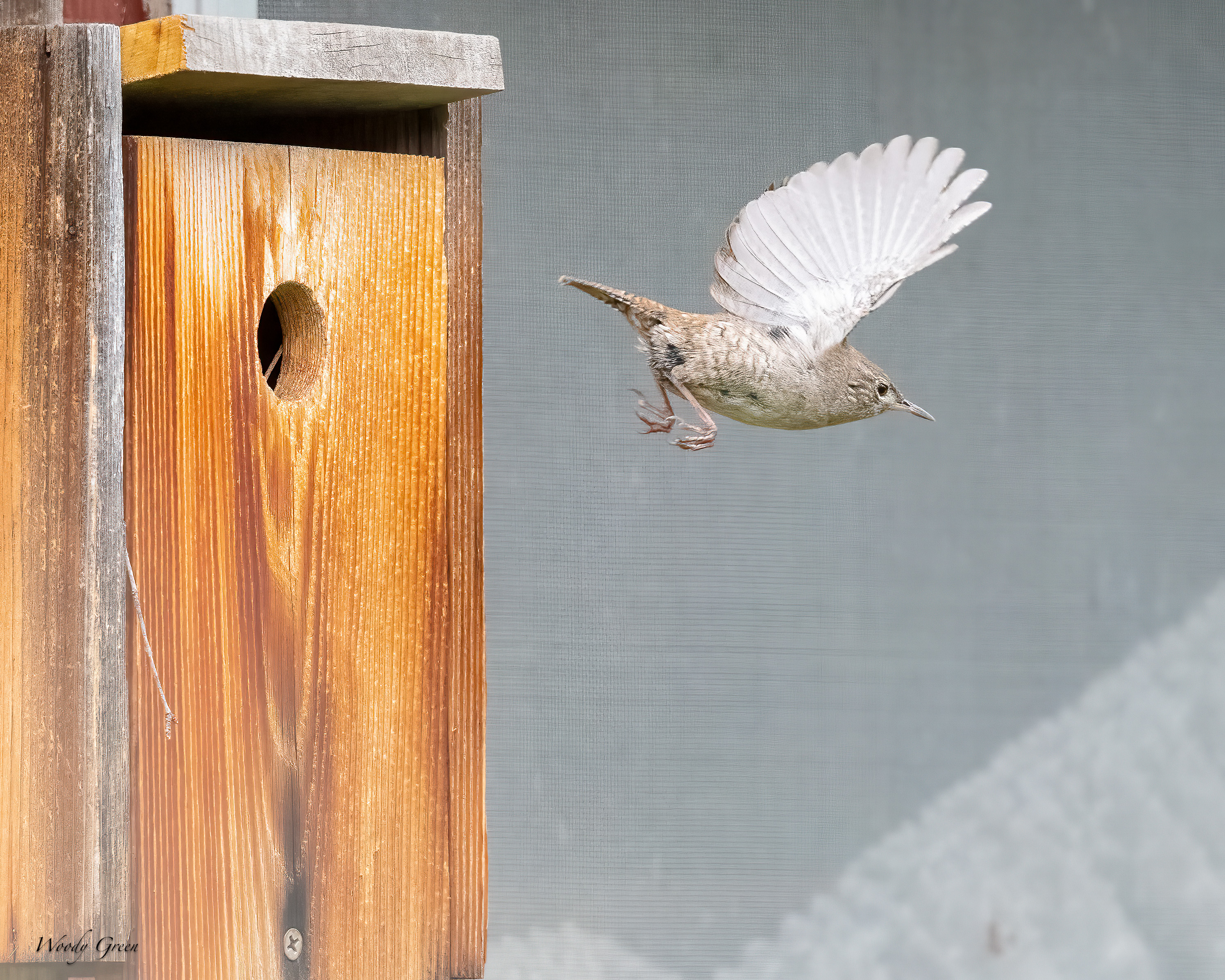 HouseWrenBirdhouse-650.jpg