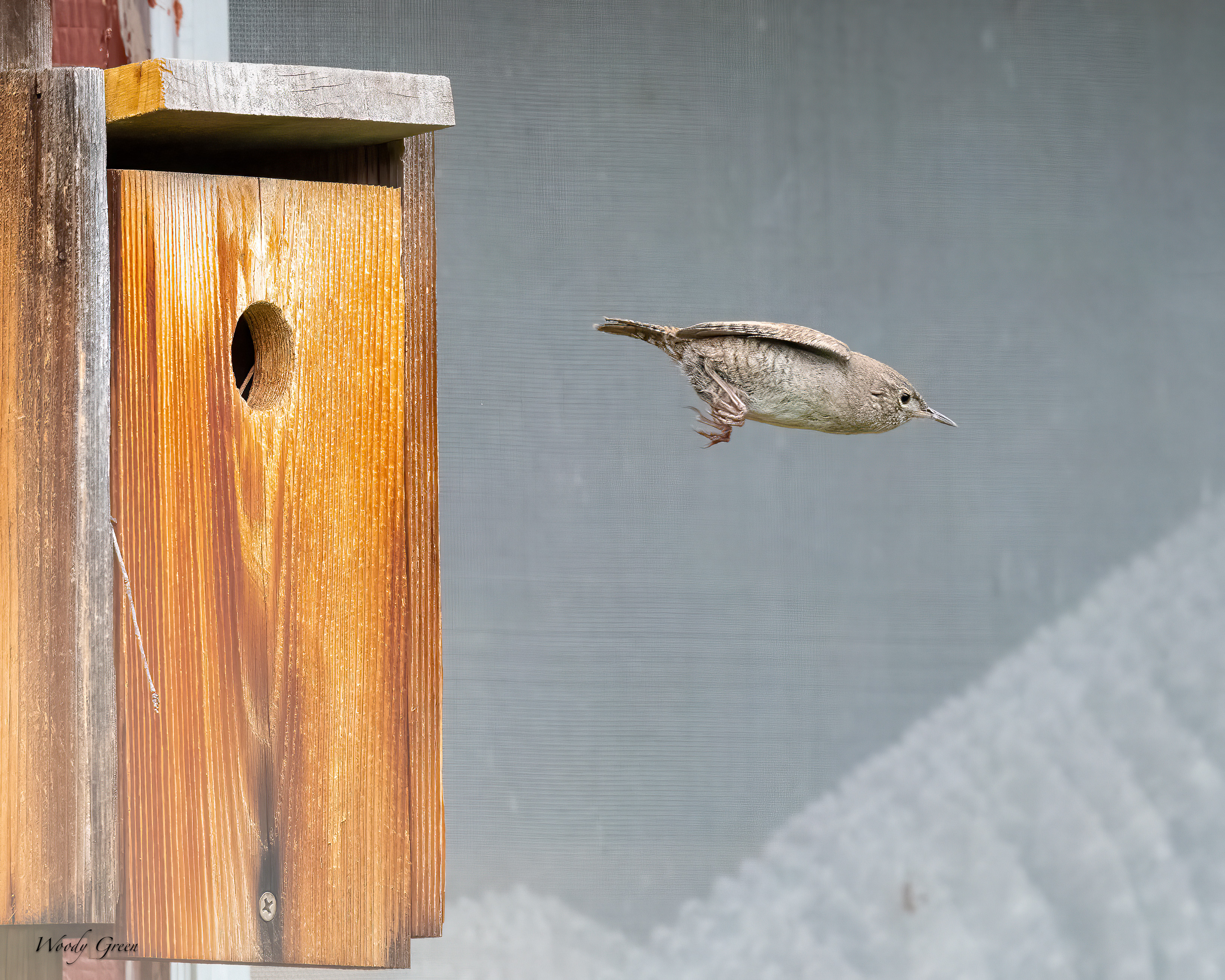 HouseWrenBirdhouse-652.jpg