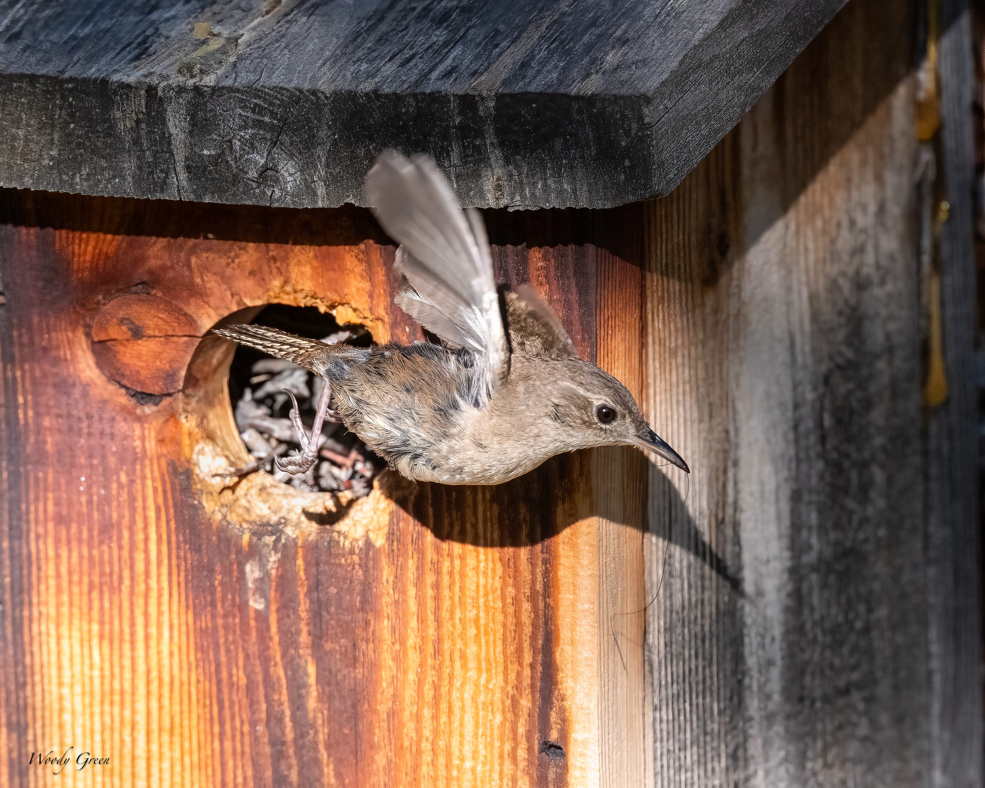 HouseWrenBox-15.jpg