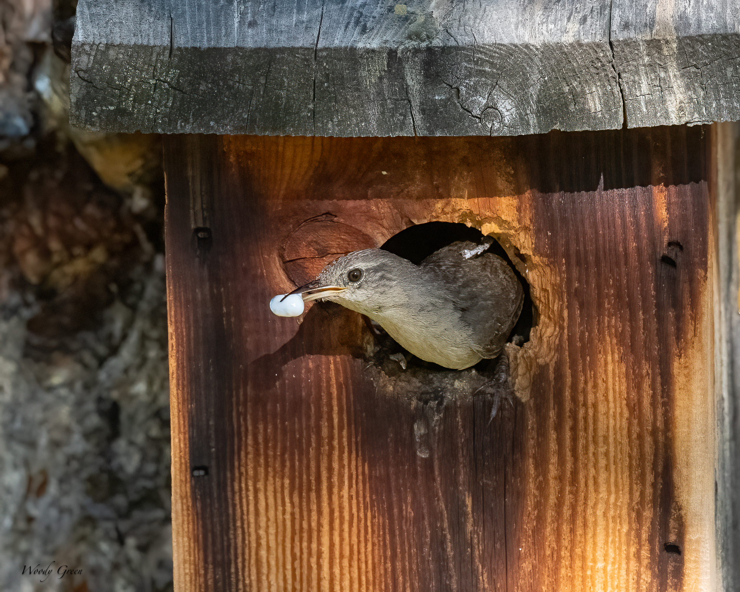 HouseWrenBox-17.jpg