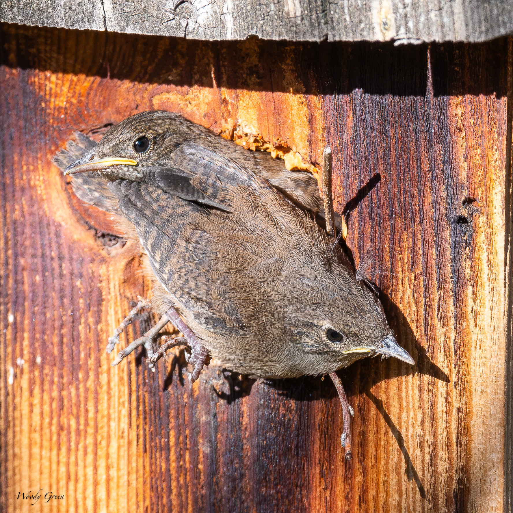 HouseWrenFledge-696.jpg