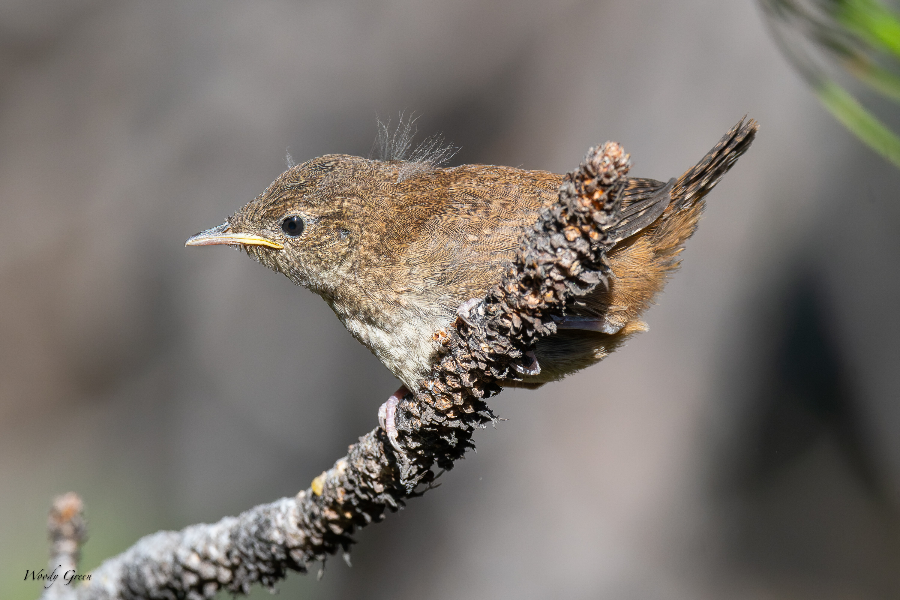 HouseWrenFledge-697.jpg