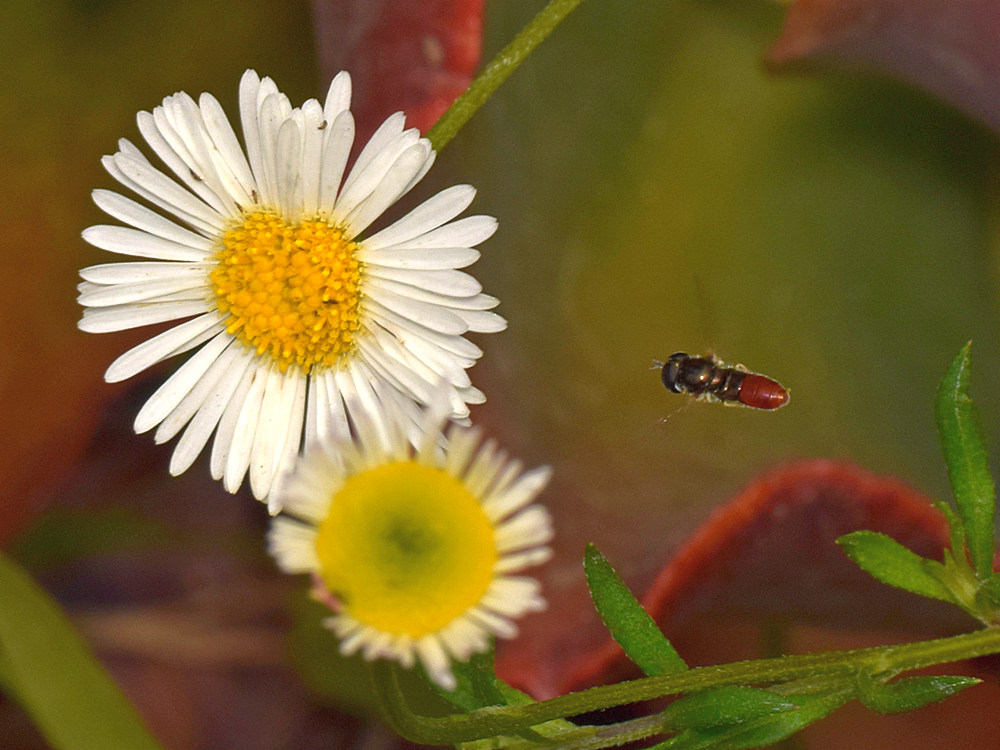 HoverFly.jpg