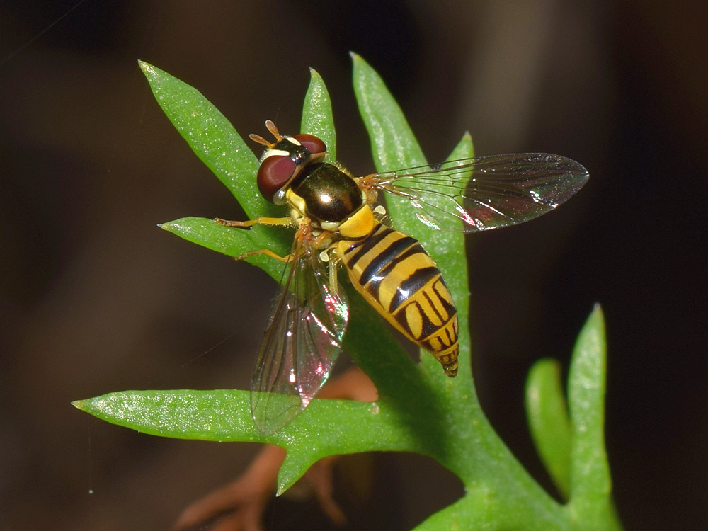 HoverFly.jpg