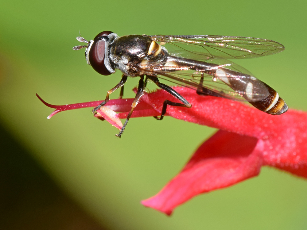 HoverFly.jpg