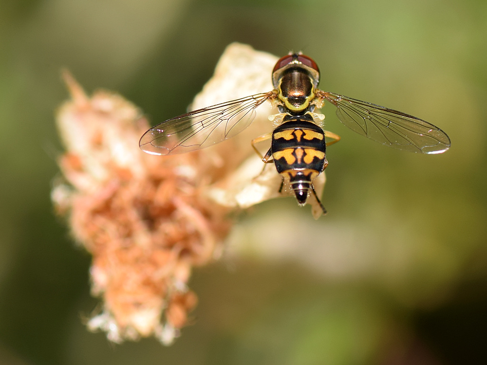 HoverFly.jpg