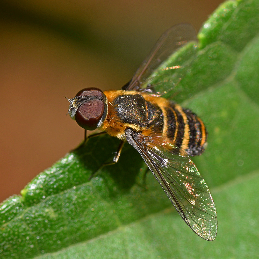 HoverFly.jpg