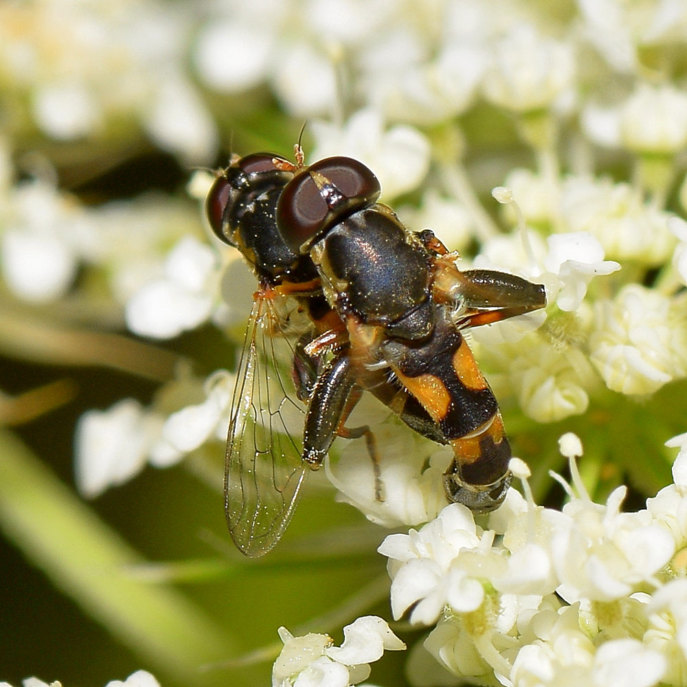 HoverFly.jpg