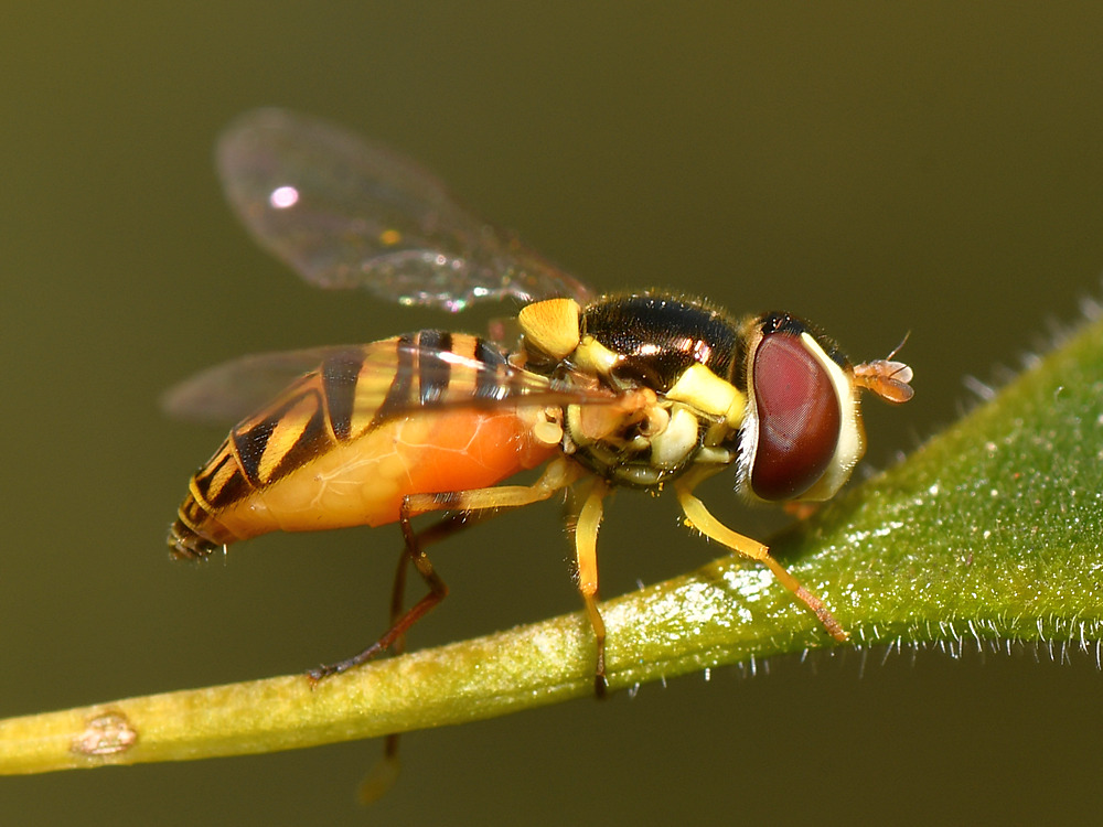 HoverFly.jpg