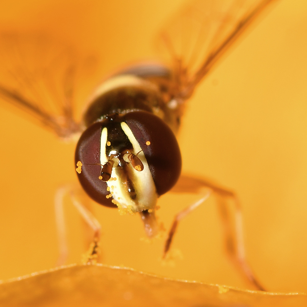 HoverFly.jpg