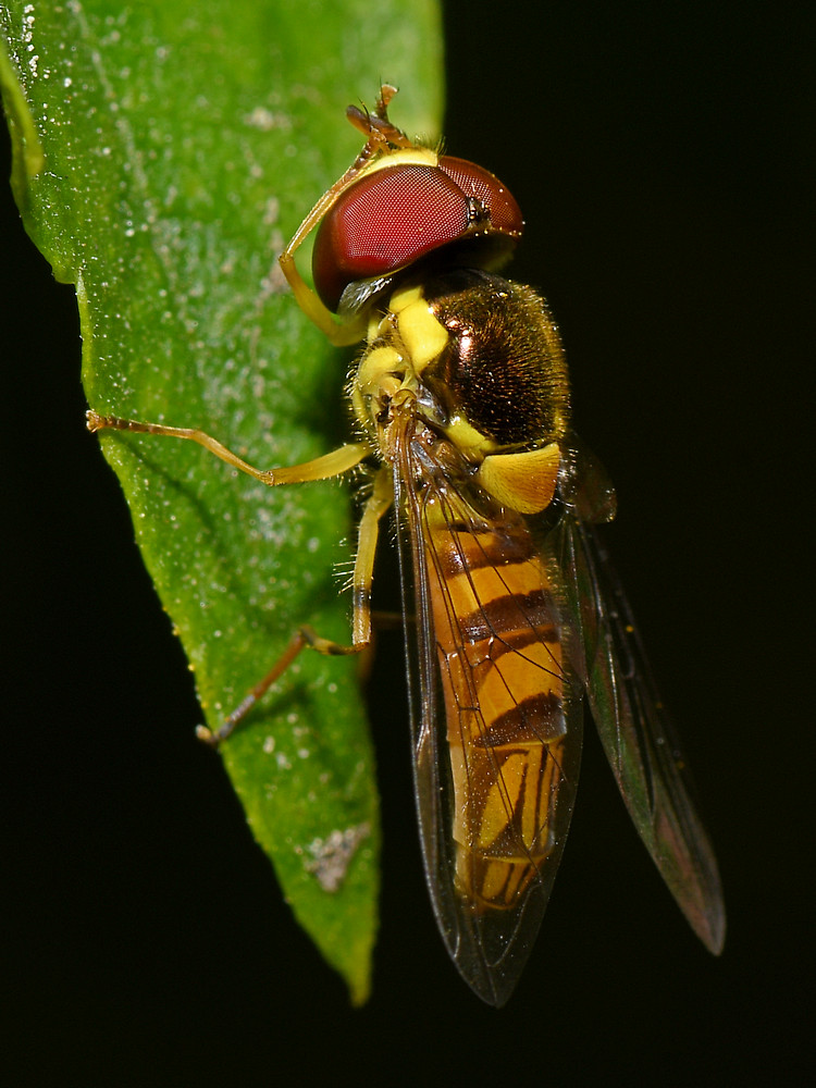 Hoverfly.jpg