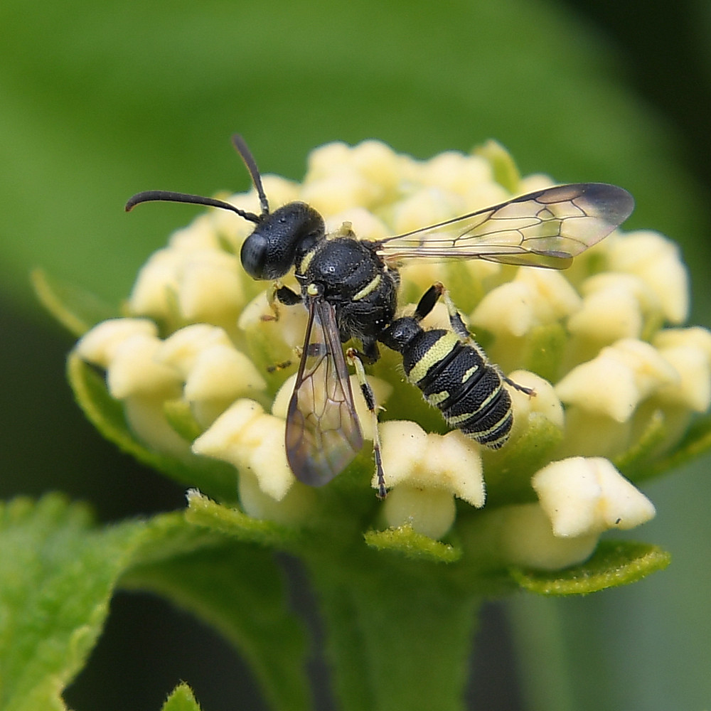 HoverFly.jpg
