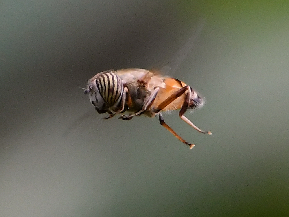 HoverFly.jpg