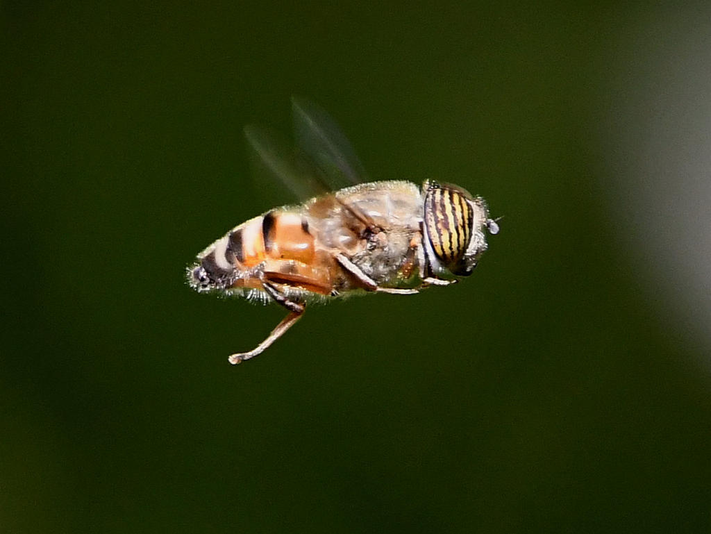 Hoverfly.jpg