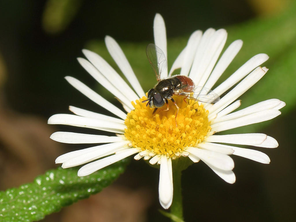 Hoverfly.jpg
