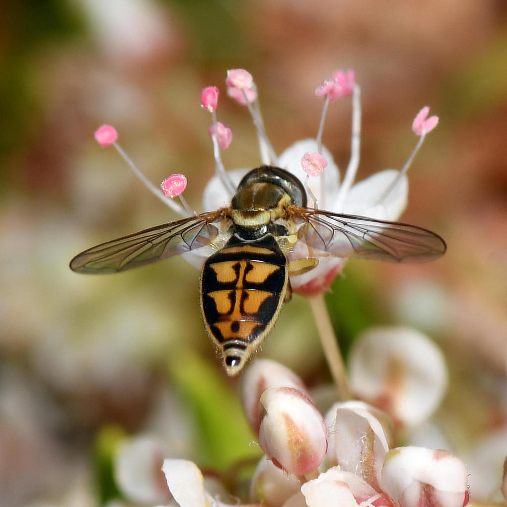 Hoverfly.jpg