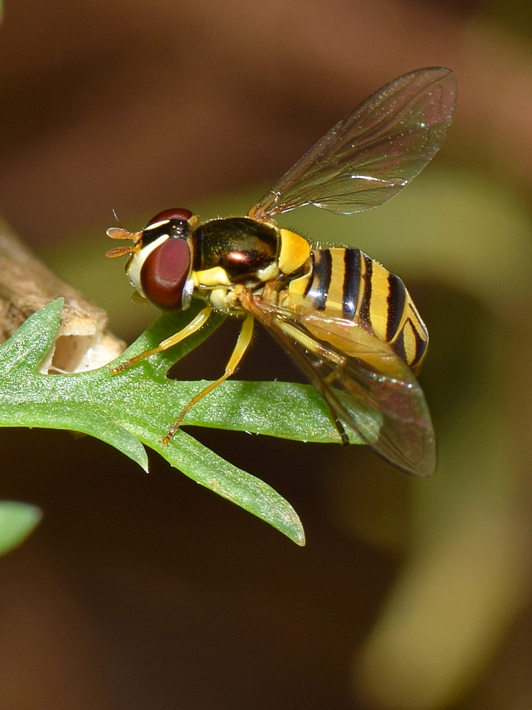 HoverFly2.jpg