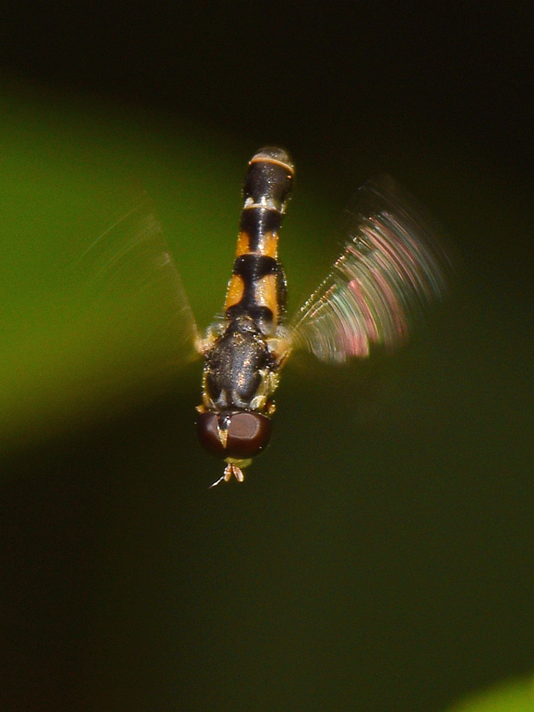 HoverFly2.jpg