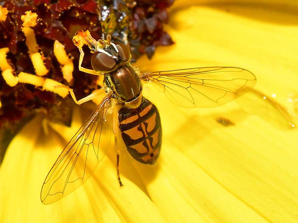 HoverFly2.jpg