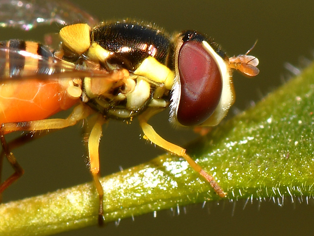 HoverFly2.jpg