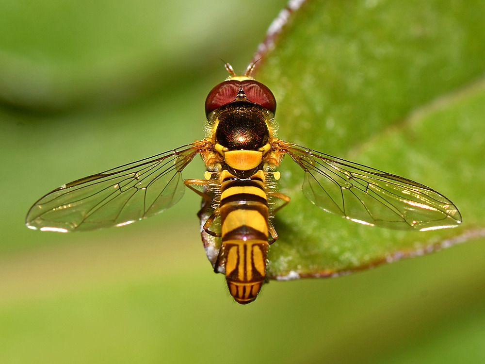 HoverFly2.jpg