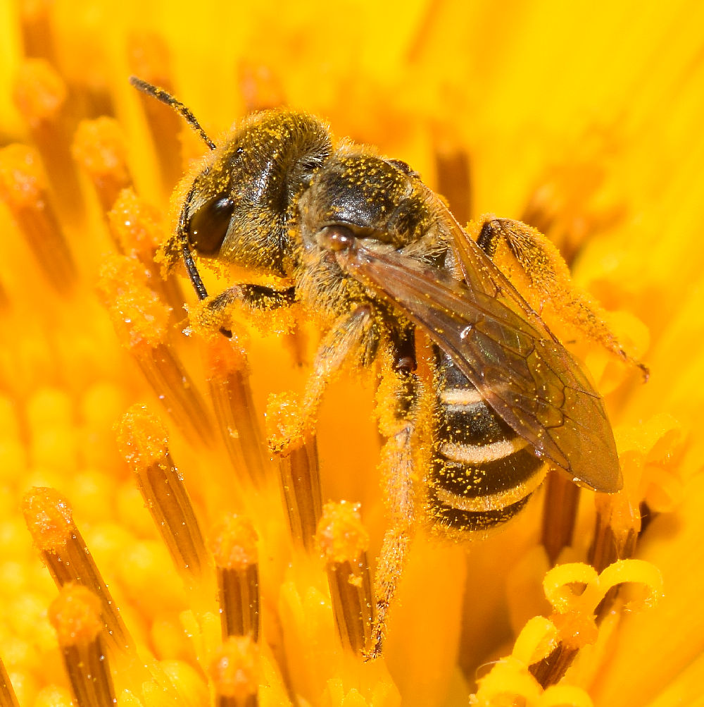 HoverFly2.jpg