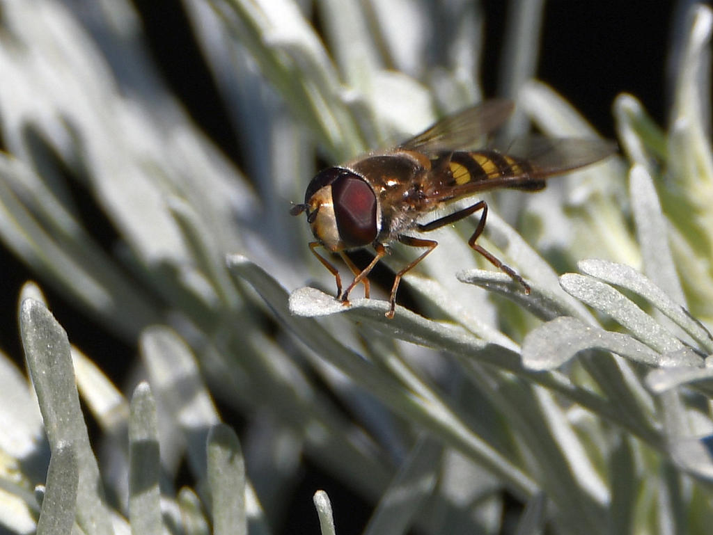 HoverFly2.jpg